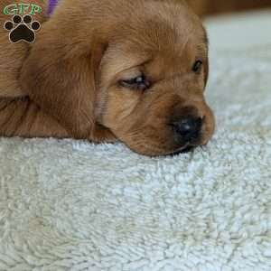 Shyla, Fox Red Labrador Retriever Puppy